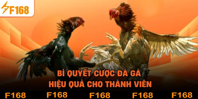 Bí quyết cược đá gà hiệu quả cho thành viên