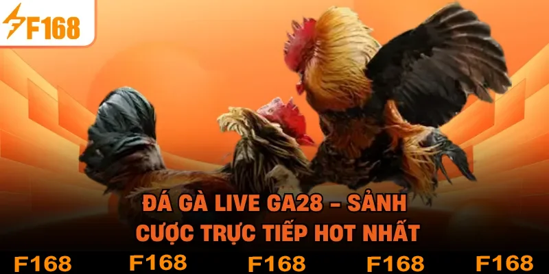 Đá Gà Live GA28 - Sảnh Cược Trực Tiếp HOT Nhất
