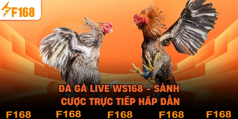 Đá Gà Live WS168 - Sảnh Cược Trực Tiếp Hấp Dẫn