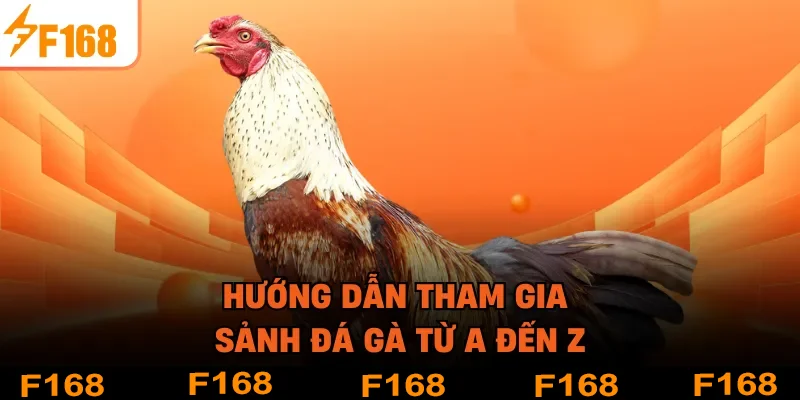 Hướng dẫn tham gia sảnh đá gà từ A đến Z