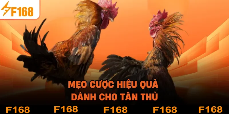 Mẹo cược hiệu quả dành cho tân thủ