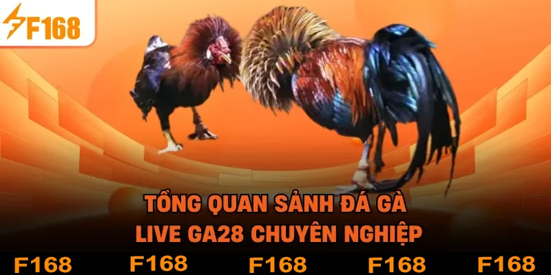 Tổng quan sảnh đá gà live GA28 chuyên nghiệp