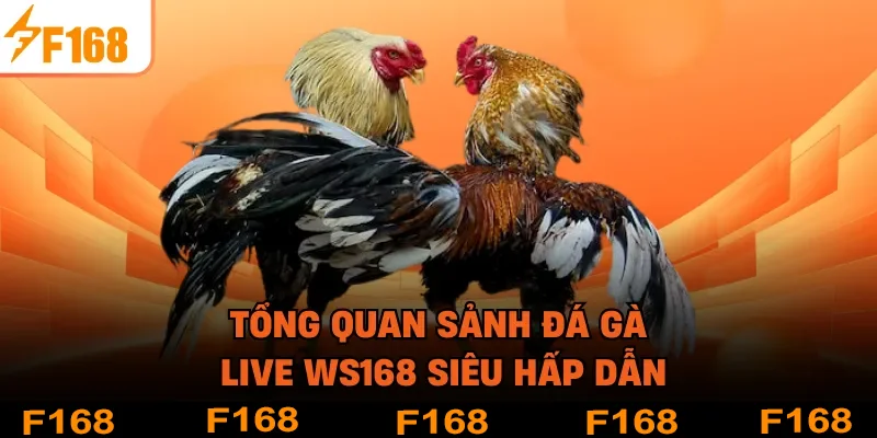 Tổng quan sảnh đá gà live WS168 siêu hấp dẫn